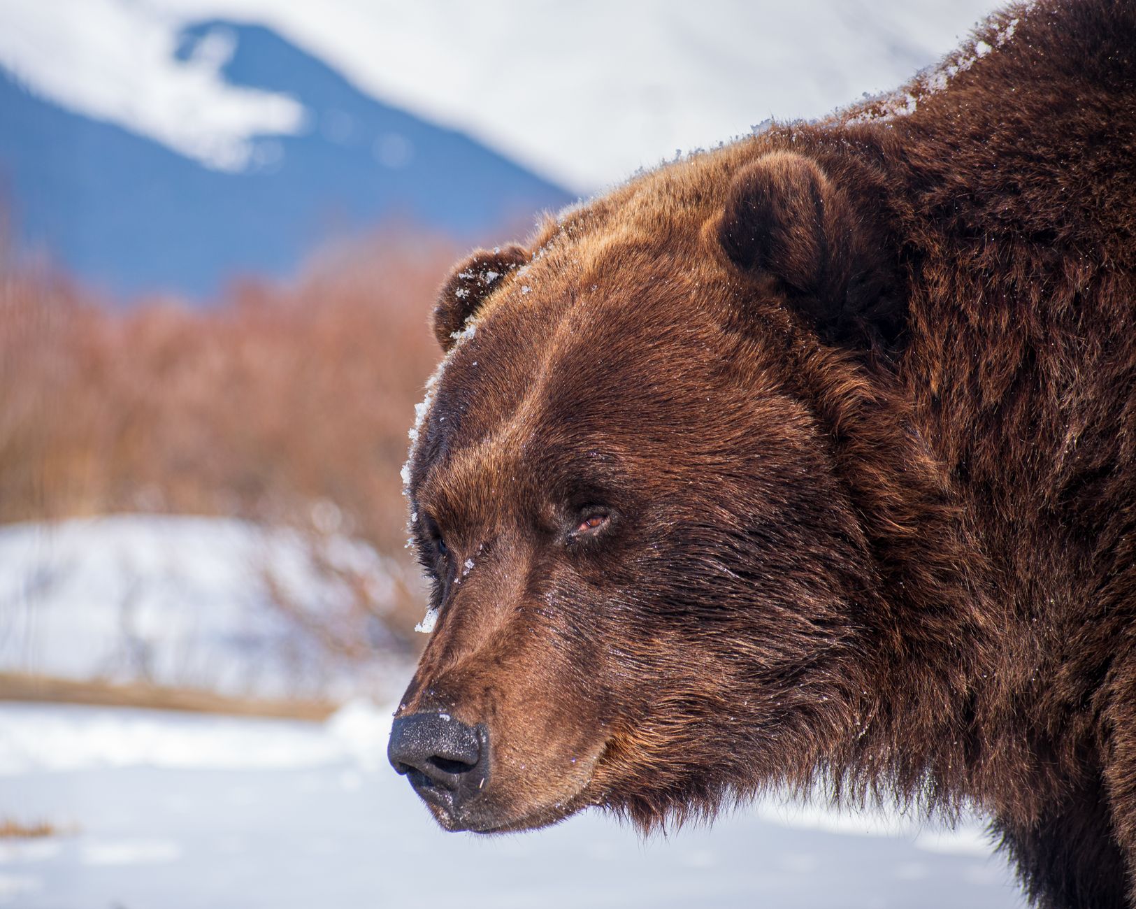 Qué ver en un crucero por Alaska: excursiones puerto a puerto