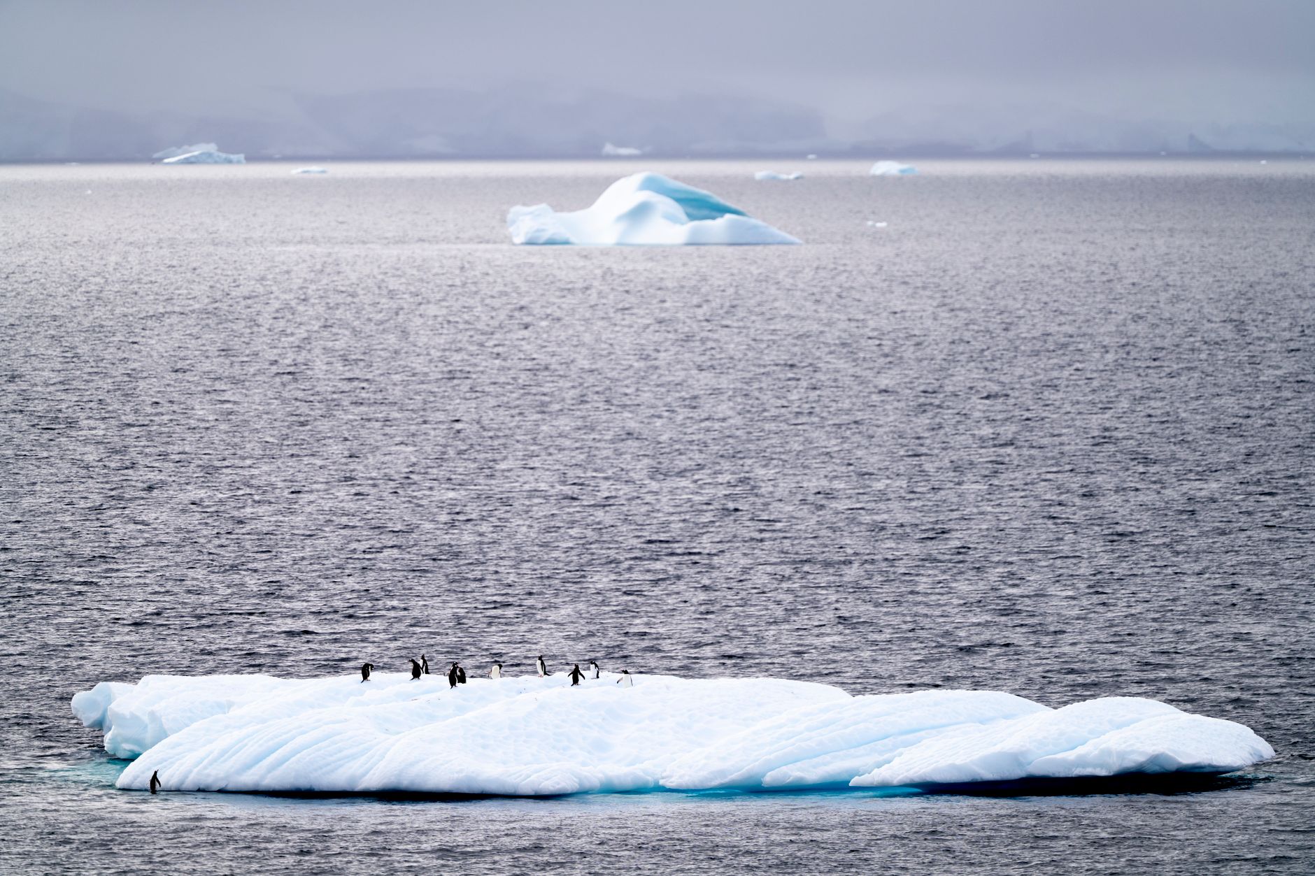Qué ver en un crucero por la Antártida: fauna, glaciares y desembarcos